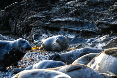 A grey seal lying on a beach looks at the camera surrounded by rocks