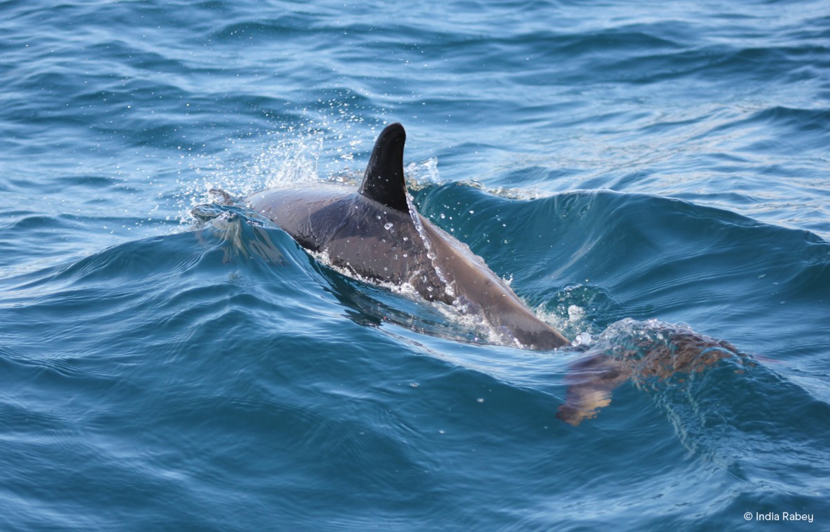 Common dolphin fills the image on the Sea Safari