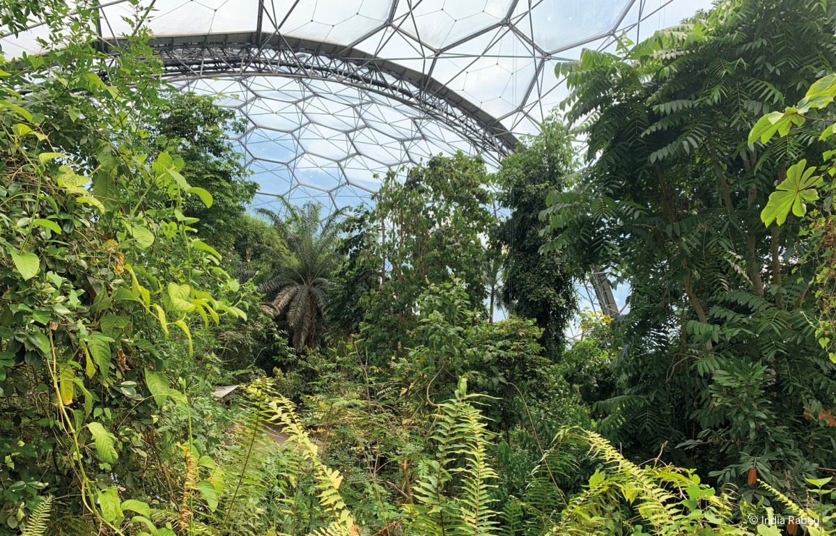 A lush rainforest inside the biome at Eden Project