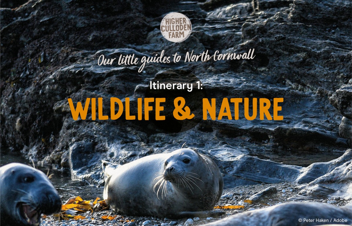 Herd of Atlantic Grey Seals on Cornwall beach. Title over it says 'Our little guides to North Cornwall, Itinerary 1: Wildlife & Nature