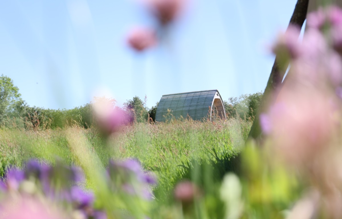 A camping pod in north Cornwall in the background shown through chive flowers on a sunny day