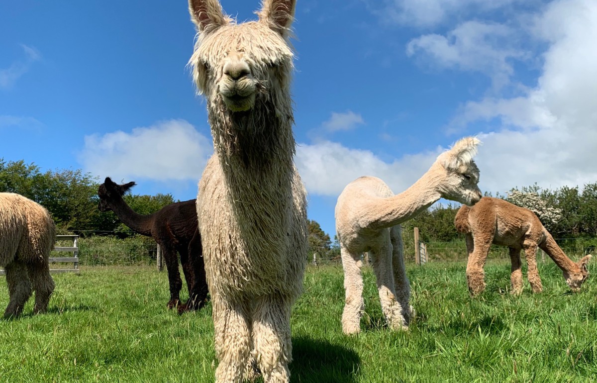 A curious alpaca looks at the camera on a sunny day