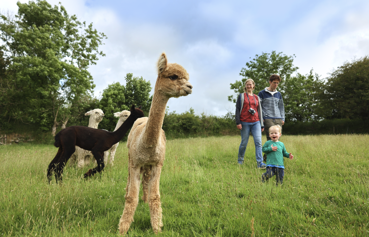 Family fun. A toddler followed by parents looking at the alpacas