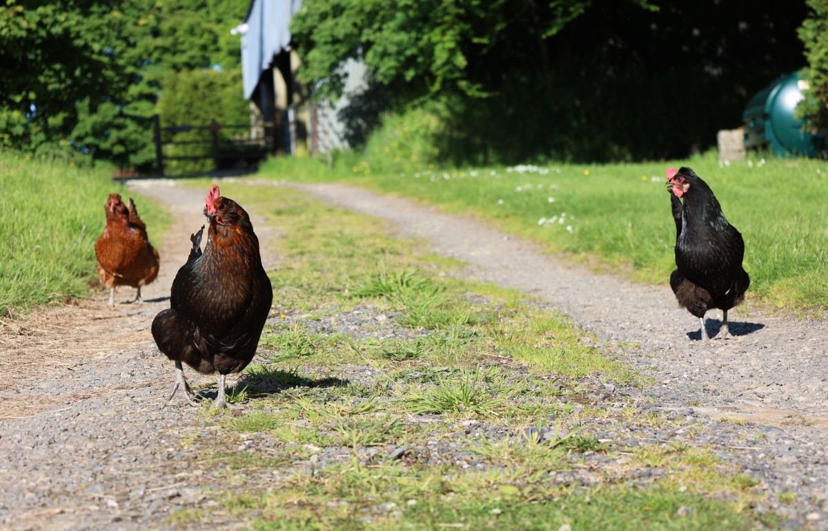 Three chickens walking down a farm track in the sun.