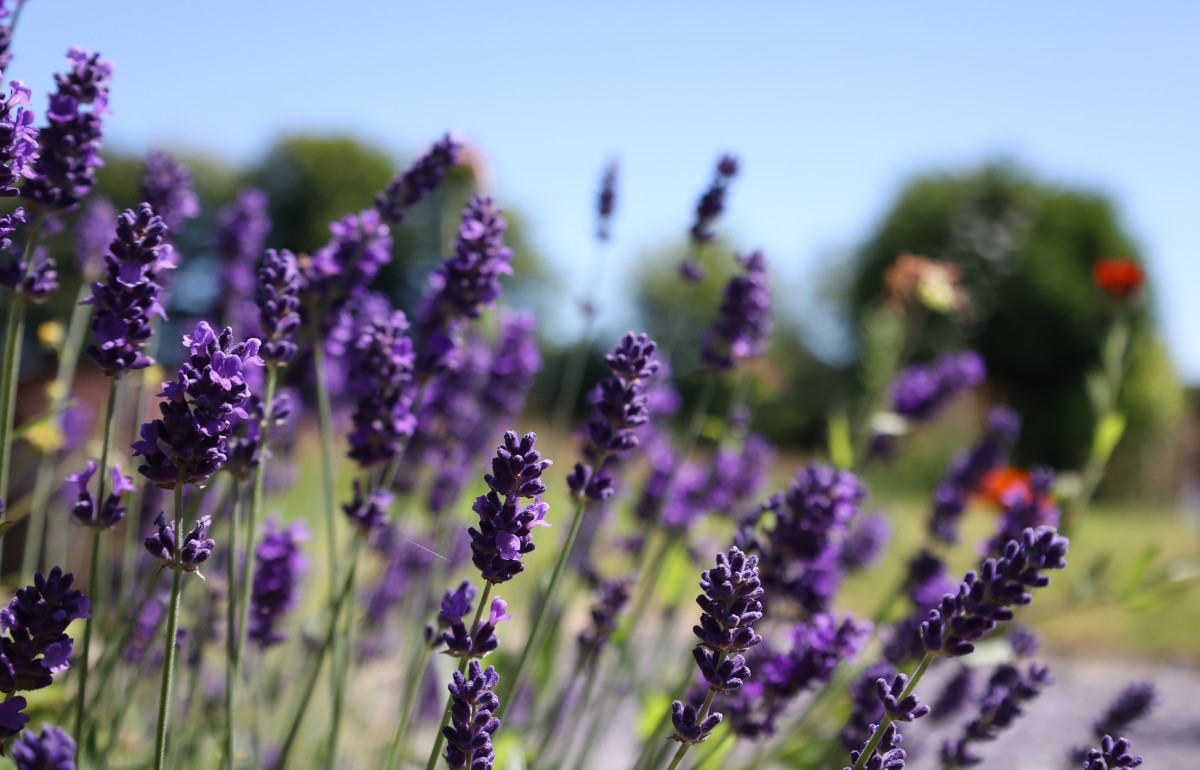 Lavender flowers swaying in the sun and smelling beautiful at the farm. Glamping north Cornwall.