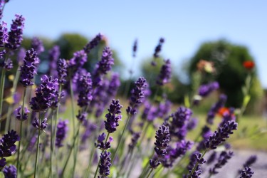 Lavender flowers swaying in the sun and smelling beautiful at the farm. Glamping north Cornwall.
