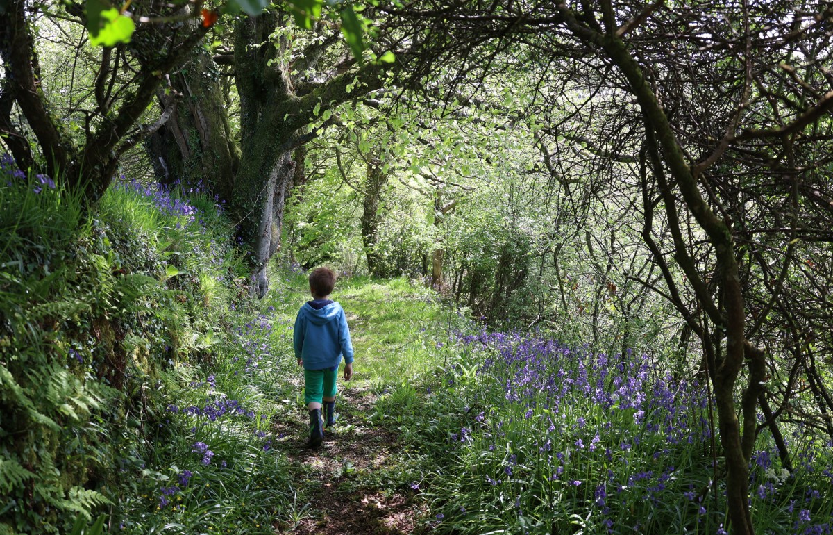 A little boy with dark brown hair walks away from the camera down an ancient track surrounded by trees, hedges, ferns and greenery.