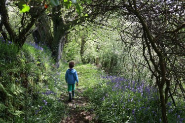 A little boy with dark brown hair walks away from the camera down an ancient track surrounded by trees, hedges, ferns and greenery.