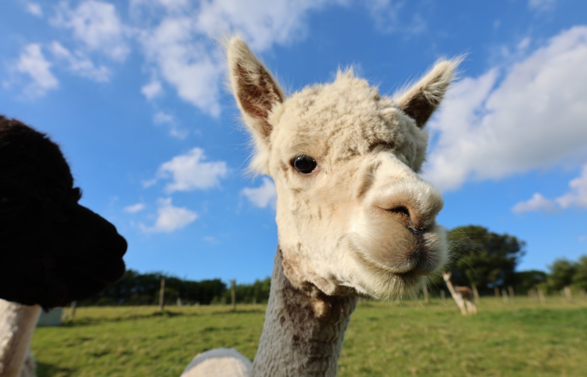 A white alpaca puts his nose up to the camera on a sunny day