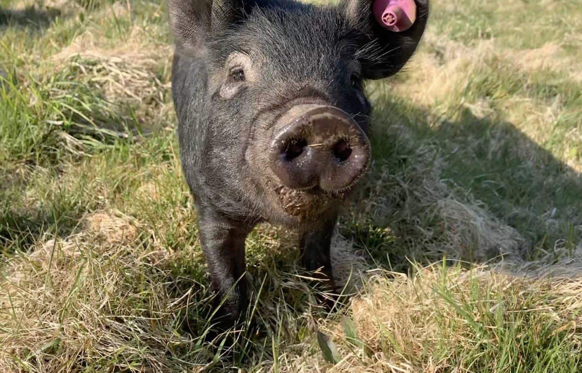 A black pig looks into the camera