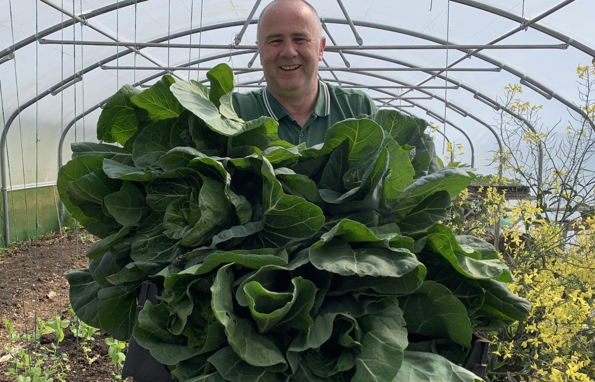 A balding white man with a massive grin carries some truly enormous cabbages out of the polytunnel.
