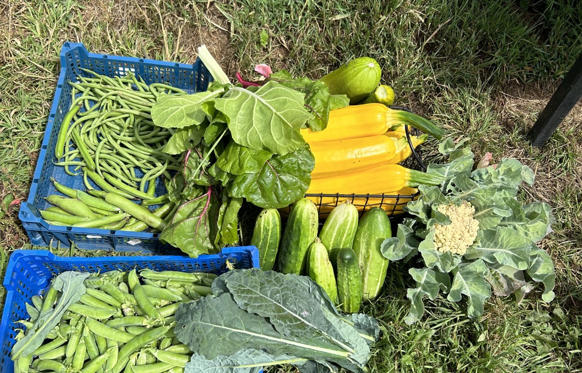 Some lovely spring veg like courgettes, kale and the first peas.
